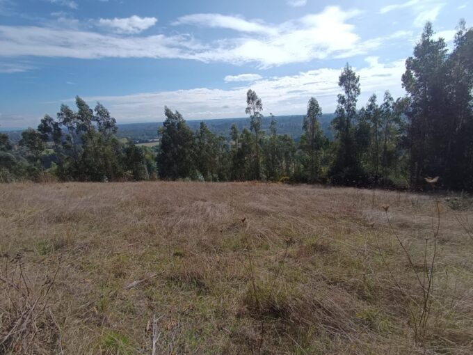 Se vende campo indigena de 10,23 hectareas, en sector Melirregue km 9 Gorbea